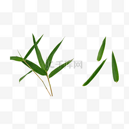 的竹叶图片_竹叶绿色天然植物