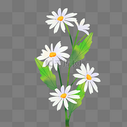 春天植物白色雏菊花朵小花