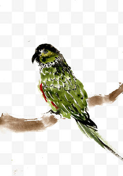 绿色鹦鹉图片_树枝上的鹦鹉