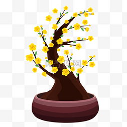 花盆栽黄色图片_黄杏花盆栽越南新年传统