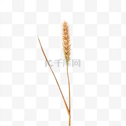 粮食作物麦子小麦