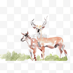 棕色可爱小鹿图片_两只小鹿
