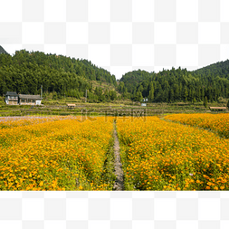 秋天田园图片_温州泽雅景区田园格桑花