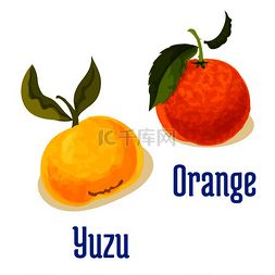 柚子绿色图片_橙色和柚子水果矢量图标。