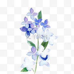 植物花卉水彩紫色图片_水彩花朵