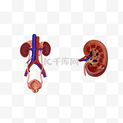 腰椎人体图图片_医疗人体器官泌尿系统