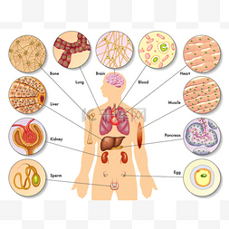 人体细胞的解剖