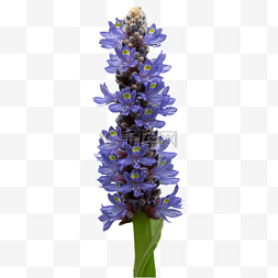 蓝开图片_梭鱼草植物摄影图花瓣鲜花