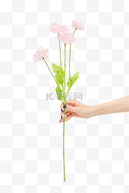 手拿粉色小雏菊