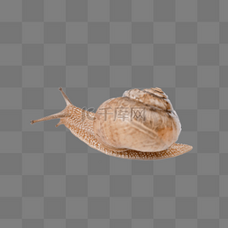 爬行的蜗牛图片_微距动物世界一只爬行的蜗牛