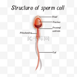 生物繁殖图片_精子细胞的结构