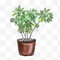 室内植物盆栽绿色植物