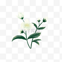 茉莉花枝水彩白色