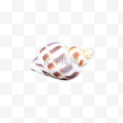 静物海洋海岸海螺