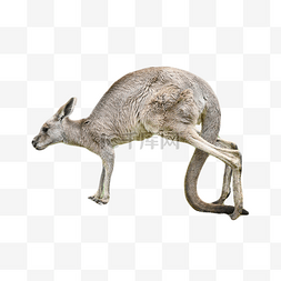 草原袋鼠图片_澳大利亚野生狩猎袋鼠