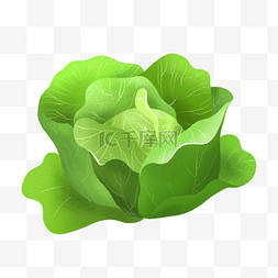 绿色的白菜图片_浅绿色多瓣包心菜剪贴画