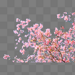 樱花樱花树