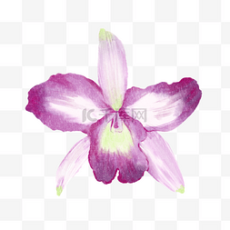 紫色花水彩图片_紫色渐变水彩巴西国花卡特兰