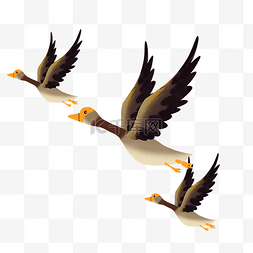 自由翱翔的大雁
