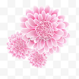 花朵植物光感粉色大花朵春天
