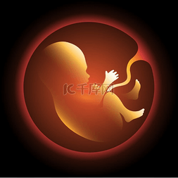 怀孕胎儿图片_子宫内的人类胎儿。