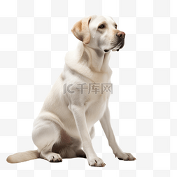 拉布拉多犬摄影图片_动物狗拉布拉多犬类摄影图免抠