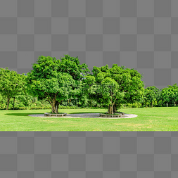 城市绿化设计图片_城市绿化草地树木大树