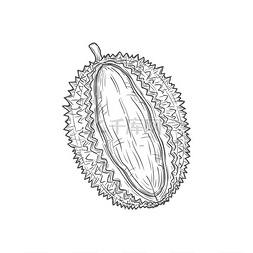 新鲜的菠萝蜜图片_热带榴莲隔离矢量切割水果草图单