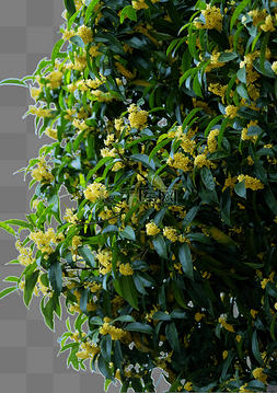 秋天秋季桂花树十里飘香桂花