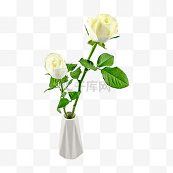 自然植物白玫瑰
