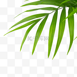 绿色植物散尾葵