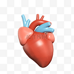 3D内脏器官心脏