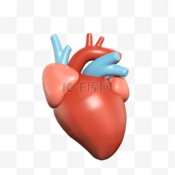 肉和内脏图片_3D内脏器官心脏