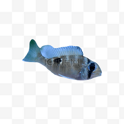 潜水热带水产鱼