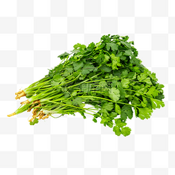 有机肥厂图片_绿色有机蔬菜香菜