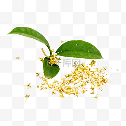 黄色植物桂花叶