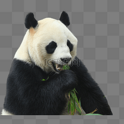 大熊猫和小熊猫图片_动物园大熊猫吃竹叶