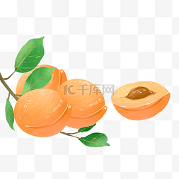 夏季水果杏子