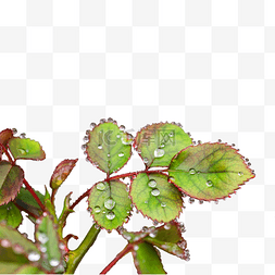 植物室外图片_自然风景春天雨水叶子室外雨滴挂