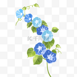 水彩植物蓝色花朵图片_水彩花卉爬藤牵牛花