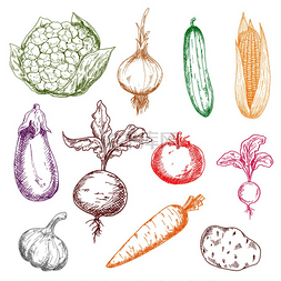 健康的多色蔬菜素描图标，包括甜