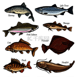 鲜鱼和海鲜动物被孤立的素描图标