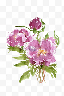 紫色的芍药花