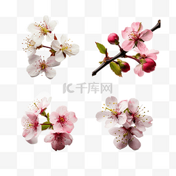 春天春季高清免扣花卉摄影樱花桃