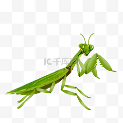 爬行的绿色螳螂