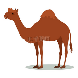 儿童图书背景图片_骆驼卡通人物有趣的骆驼有一个驼