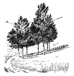黄松松是一棵幼树。它广泛分布在