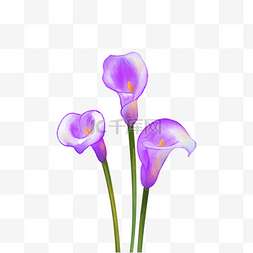 紫色铃兰图片_紫色马蹄莲花水彩婚礼花卉