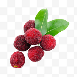 杨梅叶子红色健康浆果