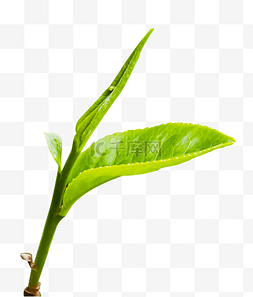 春季茶叶植物绿植